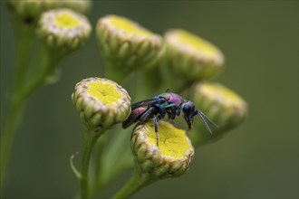 Golden wasp (Hedychrum rutilans), Emsland, Lower Saxony, Germany, Europe