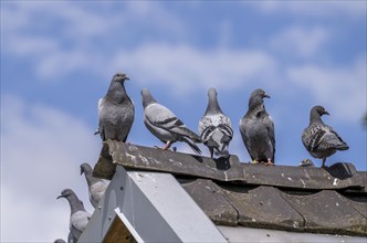 Carrier pigeons, on a pigeon loft, pigeon fancier, Mülheim, North Rhine-Westphalia, Germany, Europe