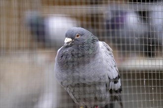 Carrier pigeons, in a pigeon loft, pigeon fancier, Mülheim, North Rhine-Westphalia, Germany, Europe