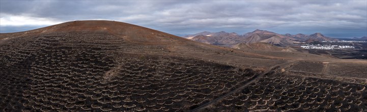 Grapevines growing in black volcanic soil in protected enclosed pits, La Geria, Lanzarote, Canary