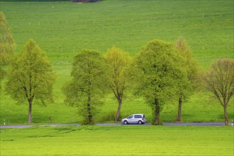 Car on a country road, green fields, meadows, trees line the 2-lane road, spring, near Schwelm,