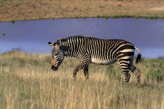 Cape Mountain Zebra (Equus zebra zebra), adult, foraging, water, Mountain Zebra National Park,