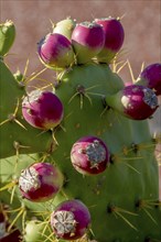 Fruits of the cactus pear (Opuntia ficus-indica), Fuerteventura, Canary Island, Spain, Europe