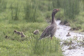 Greylag goose (Anser anser) with young, Lower Saxony, Germany, Europe