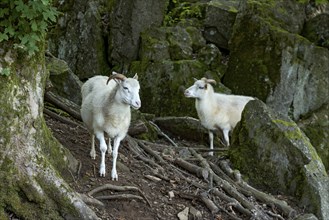 Sheep, white Domestic sheep (Ovis gmelini aries) with horn on volcanic basalt rocks, basanite,