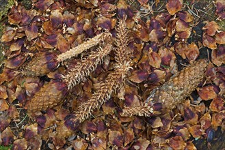 Stripped scales and partially eaten cones of Norway spruce, European spruce on tree stump, leftover