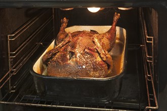 Crispy roast duck in a roasting tin in the oven, Bavaria, Germany, Europe