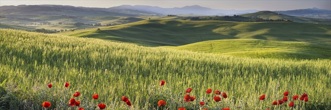 Landscape at sunrise around Pienza, Val d'Orcia, Orcia Valley, UNESCO World Heritage Site, Province