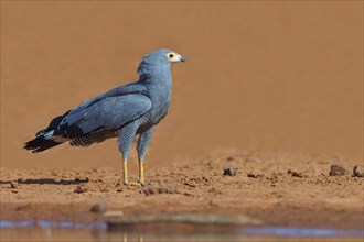 Cave harrier, Polyboroides typus), goshawk family, Morgan Kunda lodge / road to Kat, Jajari, North