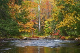 A calm river in autumn, surrounded by a forest with colourful leaves, Autumn, Ontario, Canada,