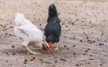 Rooster and a hen eating in a yard, two chickens eating in a home yard, close up of a rooster and a