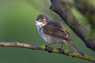 Whitethroat, songbird, (Sylvia communis), Bad Dürkheim district, Rhineland-Palatinate, Federal