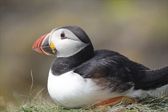 Puffin lying in grass in natural environment, Lunga Island, Treshnish Isles, Inner Hebrides,