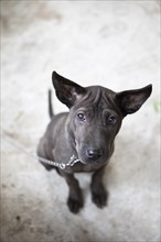 Domestic dog (Canis lupus familiaris) on a chain looking sadly into the camera, Gia Luan harbour,