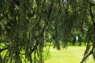 Tree Branch and Putting Green with a Flag on Golf Course in a Sunny Day in Switzerland