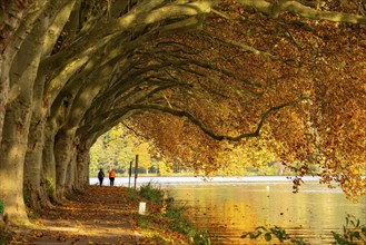 Platanen Allee, lakeside path on Lake Baldeney, near Haus Scheppen, in Essen, autumn, North