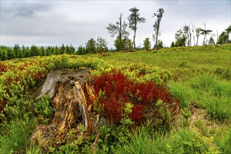 Landscape on the Kahler Asten, mountain, in the Hochsauerland district, Hochheide, North