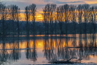 Bislicher Insel nature reserve, floodplain landscape on the Rhine, near Xanten, floods, flooded