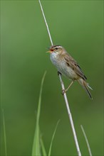 Sedge warbler (Acrocephalus schoenobaenus, Motacilla schoenobaenus) calling from reed stem in