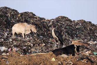 A Greater Adjutant Stork, cow and dog on a garbage-heap at Boragaon dumping site, on the eve of