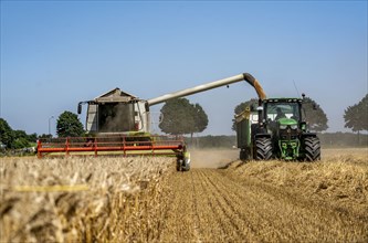 Agriculture, grain harvest, wheat, combine harvester harvesting in a wheat field, grain tank being