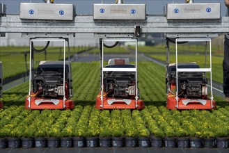 Horticultural business, broom heather plants, in flower pots, outdoors, Calluna vulgaris, are cut