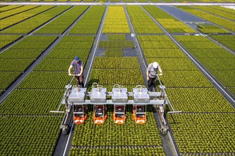 Horticultural business, broom heather plants, in flower pots, outdoors, Calluna vulgaris, are cut