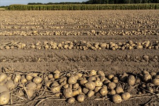 Potato harvest, Melodie variety, so-called split harvesting method, first the tubers are taken out