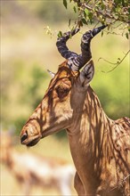 Portrait at an Hartebeest (Alcelaphus buselaphus) with big horns in Africa, Maasai Mara National