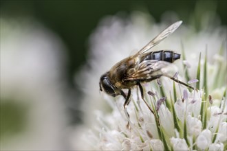 Tapered Dronefly (Eristalis pertinax), Emsland, Lower Saxony, Germany, Europe