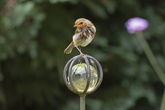 European robin (Erithacus rubecula) sitting on garden decoration, Burgstemmen, Lower Saxony,