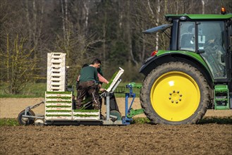 Agriculture, herb gardening, parsley is planted in rows in a field with a planting machine