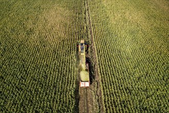 Maize harvest, combine harvester, chopper works its way through a maize field, the silage is pumped