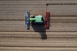 Sugar beet being sown in spring, precision sowing with precision seed drill, behind a tractor,