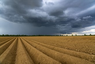 Dark rain clouds, thunderclouds over a potato field, near Grevenbroich, North Rhine-Westphalia,