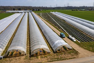 Open field strawberry cultivation in a foil greenhouse, young strawberry plants growing, near