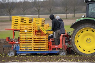 Lettuce plants, in press pots, they are planted in a field with a planting machine, agriculture,