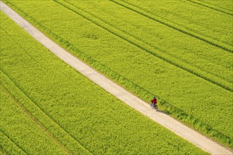 Cereal fields in spring, still green and fresh in growth, field path, cyclist, North