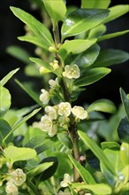 Japanese holly (IIlex crenata), flowering, flower, Ellerstadt, Germany, Europe