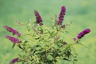 Butterfly-bush (Buddleja davidii), summer lilac, common summer lilac, butterfly bush, lilac spear,