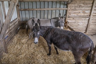 Two domestic donkeys (Equus asinus asinus) in a stable on a farm, North Rhine-Westphalia, Germany,