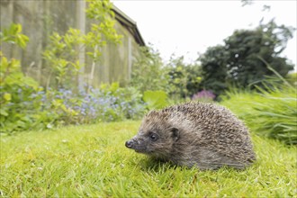 European hedgehog (Erinaceus europaeus) adult animal on a garden lawn, England, United Kingdom,