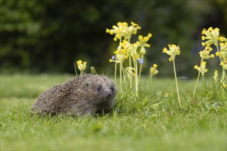 European hedgehog (Erinaceus europaeus) adult animal on a garden lawn in spring with flowering