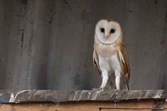 Barn owl (Tyto alba), in the barn, in a small village in the Münsterland, North Rhine-Westphalia