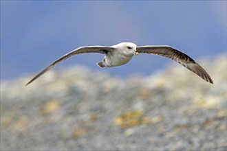 Northern fulmar (Fulmarus glacialis), Spitsbergen, Longyearbyen, Svalbard / Spitsbergen, Norway,