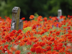 Poppy, poppy, cemetery, gravestone, cross, flowers, poppies, Tiszaalp-r, Kiskuns-gi National Park,