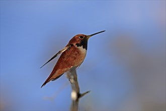 Rufous hummingbird (Selasphorus rufus), adult, male, perch, Sonoran Desert, Arizona, North America,