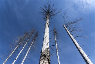 Dead spruce trees in the Arnsberg forest near Hirschberg, Soest district, which have died due to