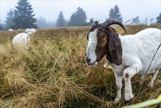 The high heath on the Kahler Asten, mountain in the Sauerland, in autumn fog, herd of cattle,