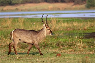 Ellipsen waterbuck (Kobus ellipsiprymnus), adult, male, foraging, vigilant, Kruger National Park,